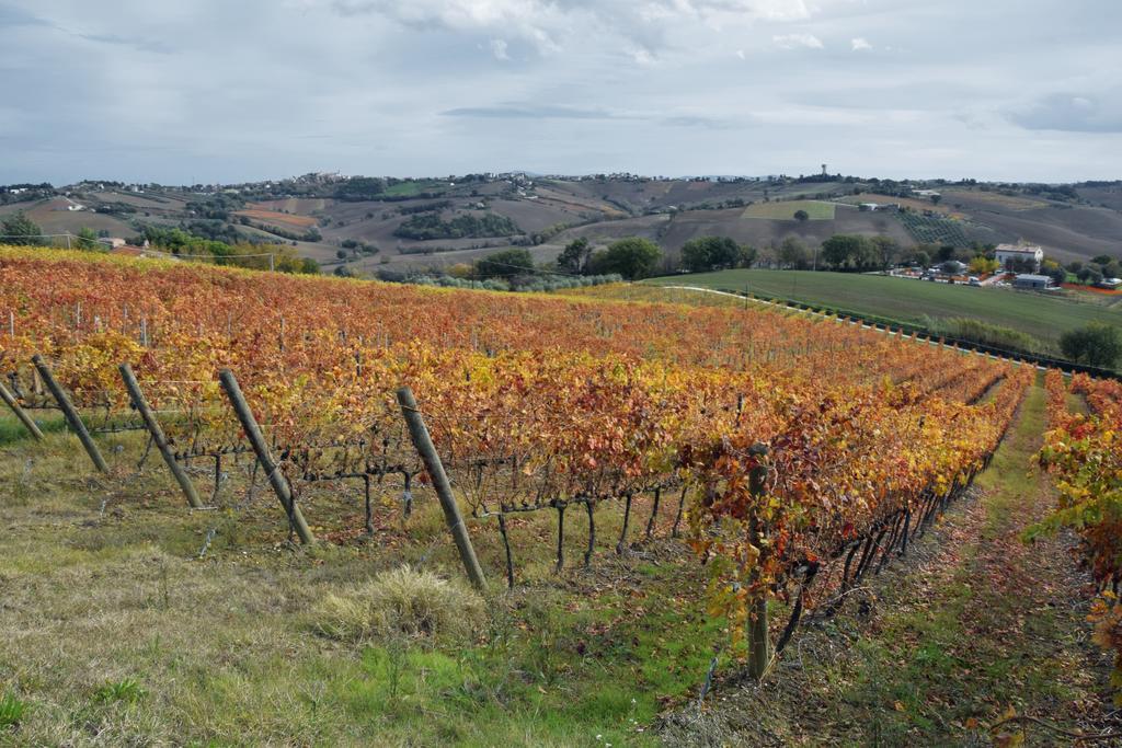 Agriturismo Al Rifugio Divino Belvedere Ostrense Екстер'єр фото